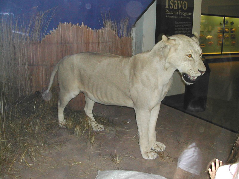 Lion